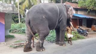 Putting steel chains to control elephant in Kerala [upl. by Kane875]