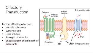 Olfaction Physiology  Transduction and pathway [upl. by Arehc812]