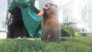 Mr Sparkle Eating His Healthy Carrot 🥕🐾 groundhog cute adorable cutie mr sparkle carrot [upl. by Nabru]