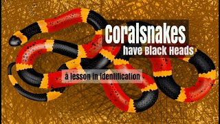 Coralsnake ID Lesson 1 [upl. by Anilejna]