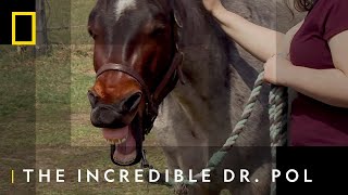 Can Dr Pol Save A Horse With Pneumonia  The Incredible Dr Pol  National Geographic WILD UK [upl. by Ahsiema535]