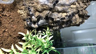 Pairing my Poecilotheria miranda [upl. by Enirehtakyram]