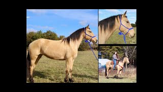 Buckskin Missouri Foxtrotter Gaited Trail Horse For Sale [upl. by Aihseyn136]