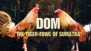 DOM GAMEFOWL BLOODLINE Fighting Style and History [upl. by Olsson]