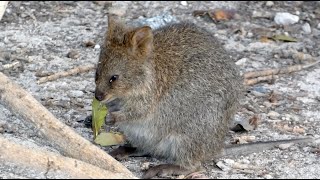 Quokkas Setonix brachyurus at Rottnest Island WA [upl. by Scheld]