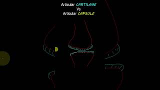 Articular Cartilage Vs Articular Capsule osteology anatomyvideos [upl. by Forward]