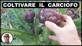 COLTIVARE IL CARCIOFO tutte le fasi di lavorazione [upl. by Rayford]