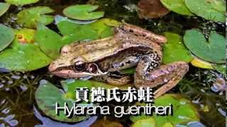 Hylarana guentheri 貢德氏赤蛙 [upl. by Eleonora]