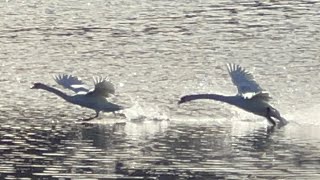 Swan Cob Chases Lone Male Swan Family Feeding Session After Walpole Pair 20 November 2024 [upl. by Rudyard]