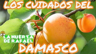 Los cuidados del damasco o albaricoque ARBOL DE DAMASCOS•Prunus armeniaca•5TaTemporada [upl. by Brunk946]