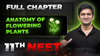 Anatomy of Flowering Plants FULL CHAPTER  Class 11th Botany  Arjuna NEET [upl. by Ramar]