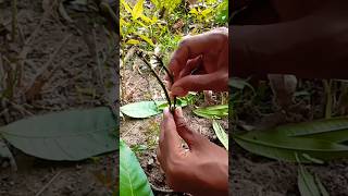 Double scion grafting in on rootstock shorts grafting gardening youtubeshorts [upl. by Frederigo]