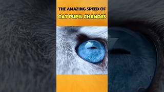 The Amazing Speed of Cat Pupil Changes short pupilcats [upl. by Enrika]