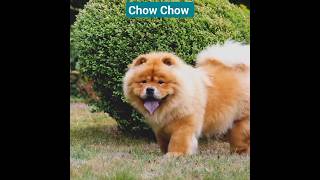 Beautiful Chow Chow Dogs youtubeshorts youtube ytshorts [upl. by Elram]