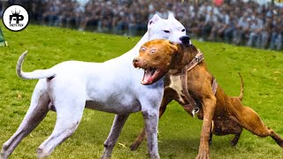 Trained Dogo Vs Pitbull Comparison  Pitbull Vs Dogo Argentino Real Video [upl. by Anawit137]