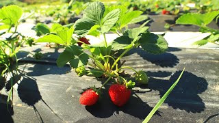 Growing Strawberries for Profit amp Year Round Fruit [upl. by Tove]