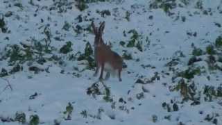 Ein Feldhase rennt im Schnee Bodenheim [upl. by Goulder637]