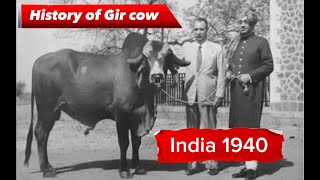 World highest milking Gir cow history  Indian gir cow  Brazilian gir cow  cow farming in India [upl. by Yramliw]