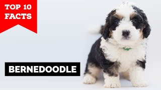 Bernedoodle  Top 10 Facts [upl. by Ahsial742]