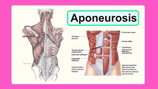 aponeurosis [upl. by Yrojram693]