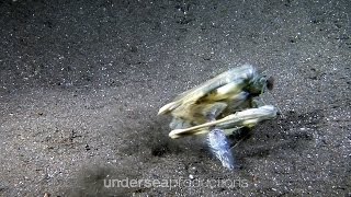 Mantis Shrimp attack — catch prey fish strike shot [upl. by Aivilo187]