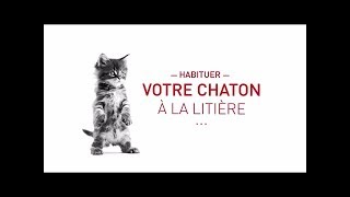 Habituer votre chaton à la litière [upl. by Pfeffer]