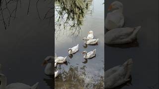 Bring Nature Home shortvideo shots shorts videos video duck nature animals birds bird [upl. by Jessika]