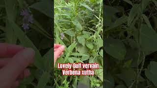 Gulf vervain Verbena xutha is a native TX choice similar to verbena bonariensis butterflygarden [upl. by Siusan789]