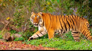 Sariska Tiger Reserve [upl. by Eirdua]