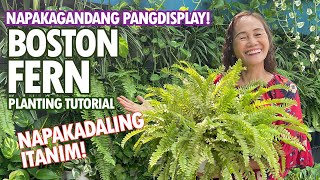 NAPAKAGANDANG BOSTON FERN PAANO NGA BA PADAMIHIN Boston Fern Planting Tutorial  Potting Mix [upl. by Nairde]