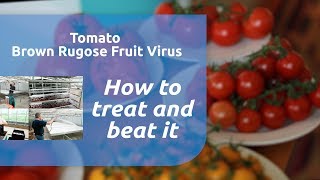 Tomato Brown Rugose Fruit Virus  How to Treat and Beat it [upl. by Corwun]