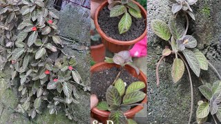 How to Plant Episcia without soil [upl. by Atalanti786]