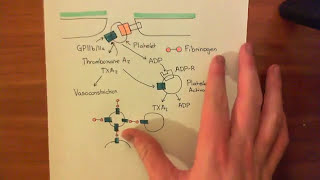 Platelet Adhesion Activation and Aggregation Part 2 [upl. by Castillo]