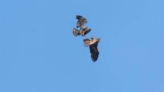 Bald Eagles Mock Battle Sony A1Sony Alpha1 4k [upl. by Bouchard]