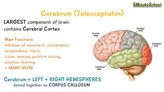 Cerebrum Telencephalon [upl. by Yenor]