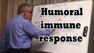 Humoral immune response [upl. by Marguerita]