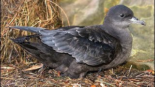 Short tailed shearwater Ardenna tenuirostris sound  call and song [upl. by Farver]