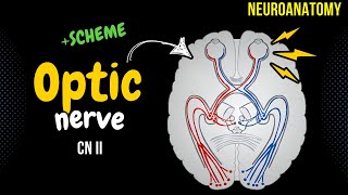 CN 2 Optic Nerve SIMPLE scheme  Animation [upl. by Ras]