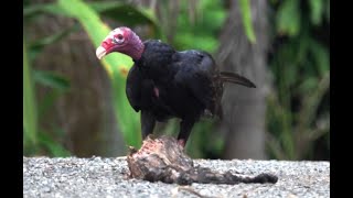 Aura Tiñosa  Turkey Vulture Cathartes aura [upl. by Corly558]