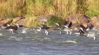 CORMORANTS HAVING FUN [upl. by Tyrone634]