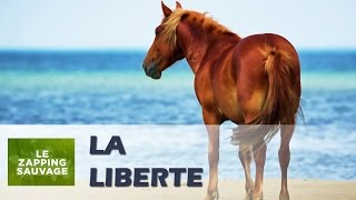 Rescapé dun naufrage ce cheval est devenu sauvage  ZAPPING SAUVAGE 65 [upl. by Ariaj972]