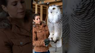 Fabulous king owl and its white feathers shorts owl [upl. by Borroff]