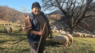 OILE SI CAINII DOMNULUI PETRE DE LA POALELE MUNTILOR GUTAI MARAMURES [upl. by Jarin96]