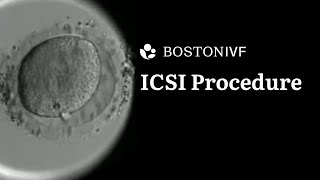 ICSI Procedure Explained  Science at Boston IVF [upl. by Fagen46]