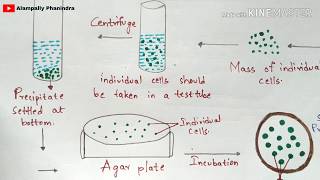 Cell suspension culture  Technique involved  Notes  Procedure  Bioreactor  Bio science [upl. by Hiasi391]