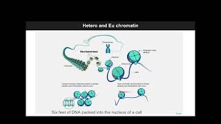 DH607 Fall 2024 Lecture 20  Sequencing the epigenome [upl. by Yrtnej]