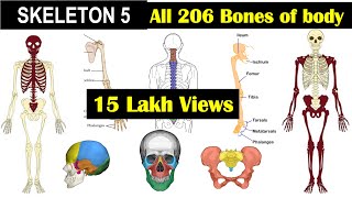 Skeleton 5  All 206 bones in Human Skeleton  Axial Skeleton  Appendicular SkeletonHuman Skeleton [upl. by Ellehsar]