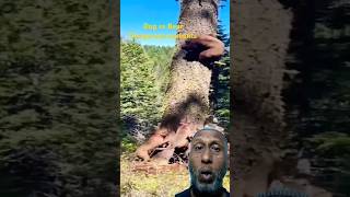 dog hunting animals bear nature shortvideo animalsvideo shorts [upl. by Jorry]