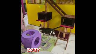 Doby at PetsOasisArcadia [upl. by Ydarg]