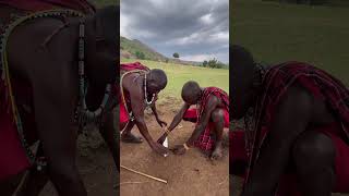 Masai Mara tribe teach how to make fire masaimara maasaimara maasaitribe [upl. by Namyl]